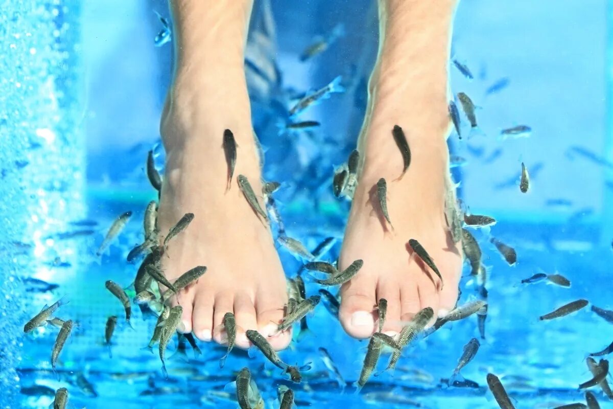 Гарра руфа (спа рыбка) 3-4см. Доктор гарра руфа. Гарра руфа рыбки фото. Пилинг гарра руфа. Спа рыбки гарра руфа.