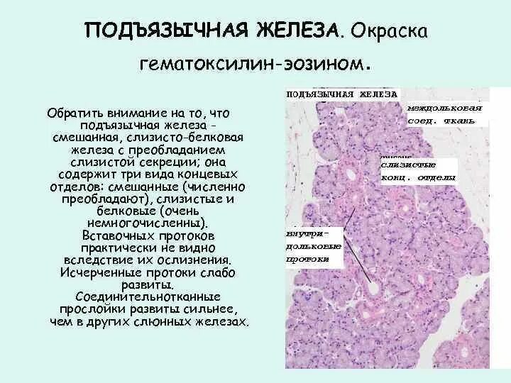 Околоушная слюнная железа гистология. Смешанная слюнная железа гистология. Клетки слюнной железы гистология. Подчелюстная слюнная железа гистология. Околоушная железа является железой