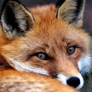 Fuchs ll