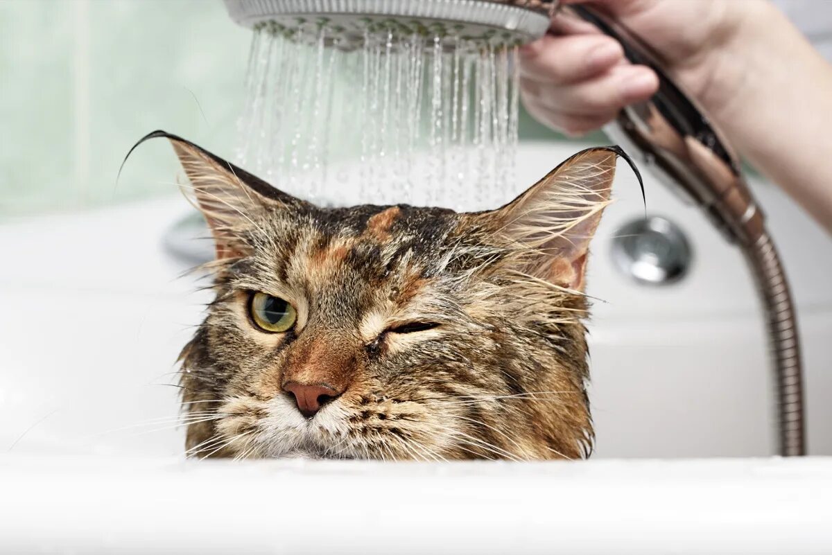 Кошка моется. Купание кота. Кошка в ванной. Мытые кошки. Cat washing
