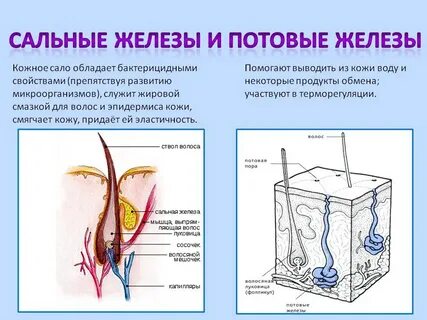 Потовые железы в каком слое кожи