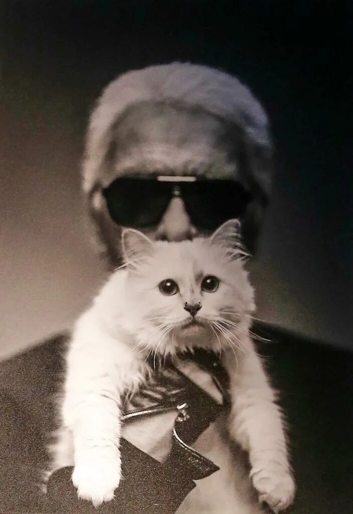 Богатенький котик. Самый богатый кот в мире. Богатый кот. Самый богатый кот в мире. Самый богатый кот в мире блэки.