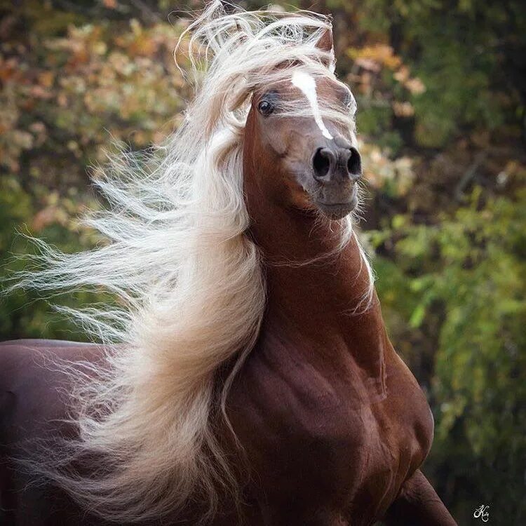 Красивые лошади. Грива лошади. Самые красивые лошади. Красивый конь. Horses are beautiful