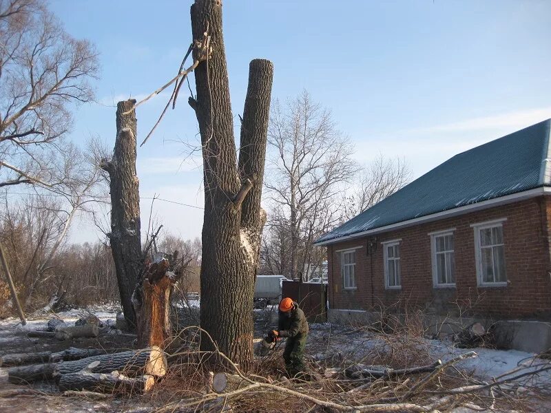 Спил деревьев воронеж. Спиливание деревьев воронеж. деревья в воронеже.