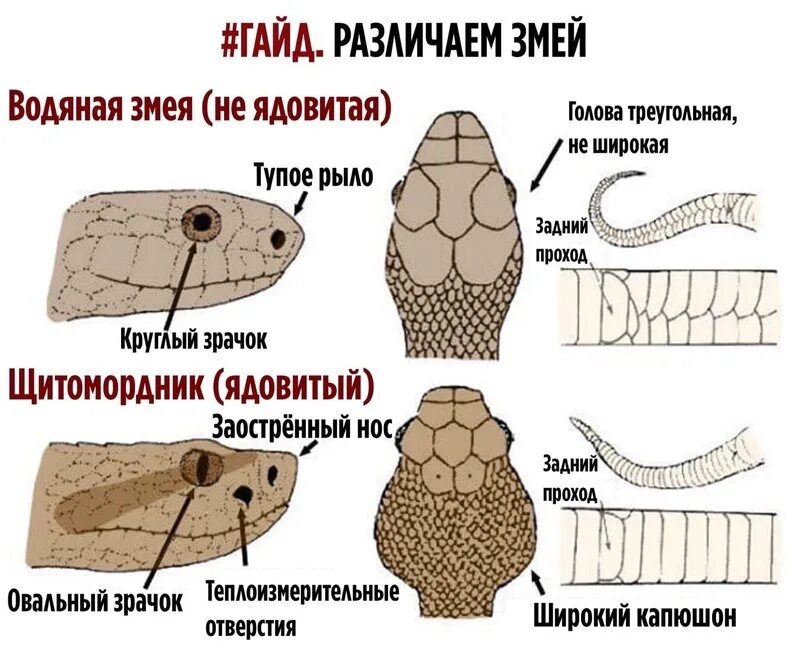 Как отличить ядовитую змею. Как отличить ядовитую змею от неядовитой. Отличие ядовитых змей от неядовитых. Как отличить ядовитых змей от неядовитых. Как отличить ядовитые