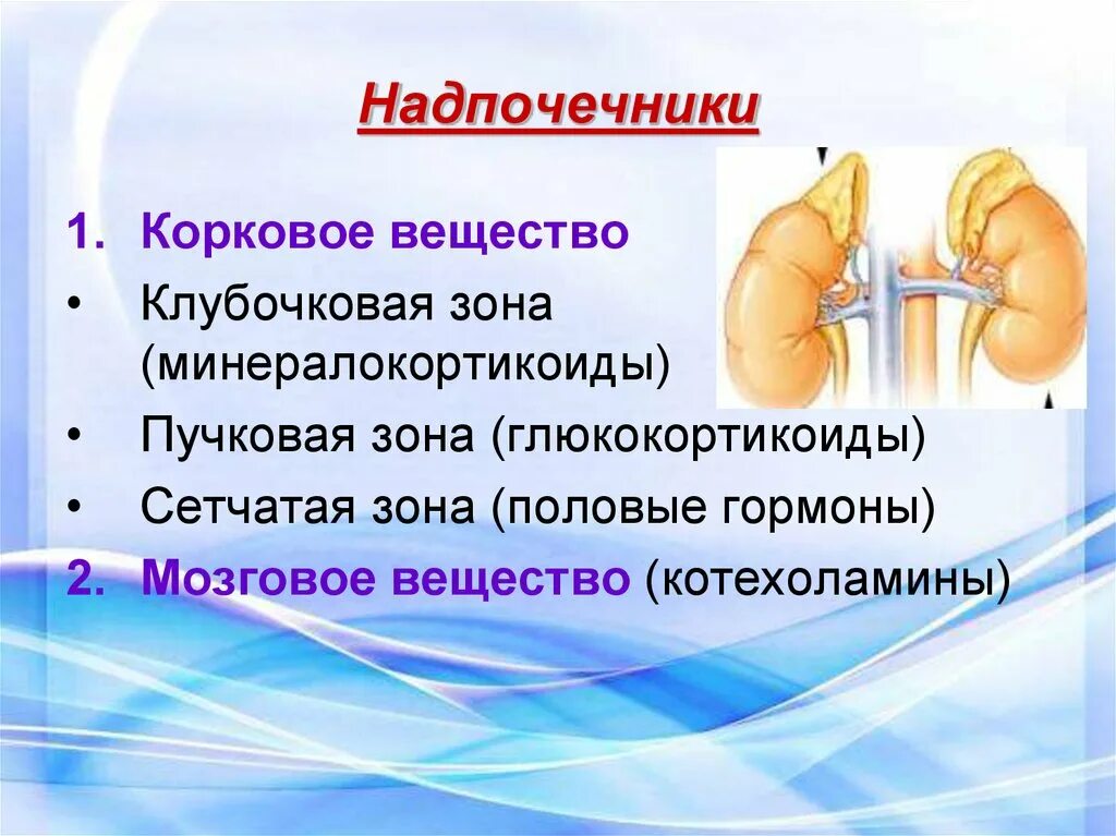 Гормоны стресса надпочечников. Надпочечники клубочковая зона пучковая зона. Надпочечники строение гормоны. Гормоны коркового вещества надпочечников. Гормоны коркового слоя надпочечников.