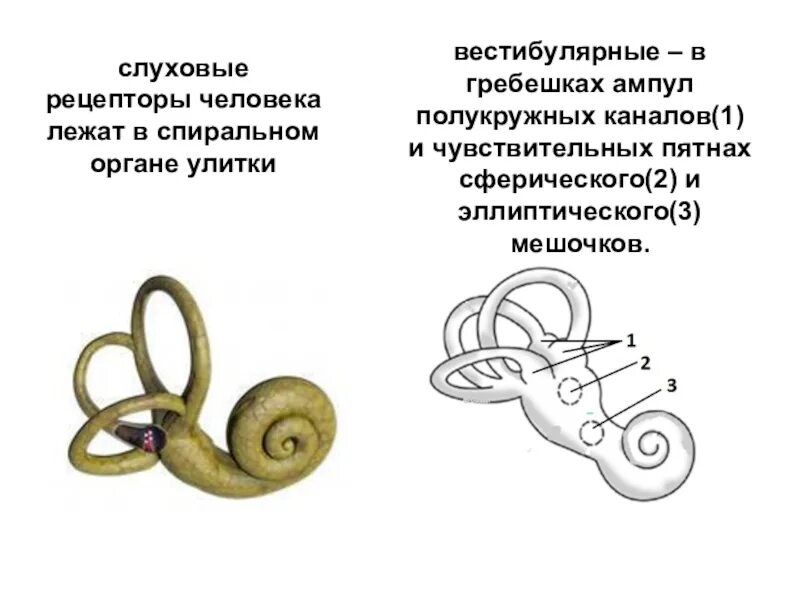 Рецепторы уха расположены