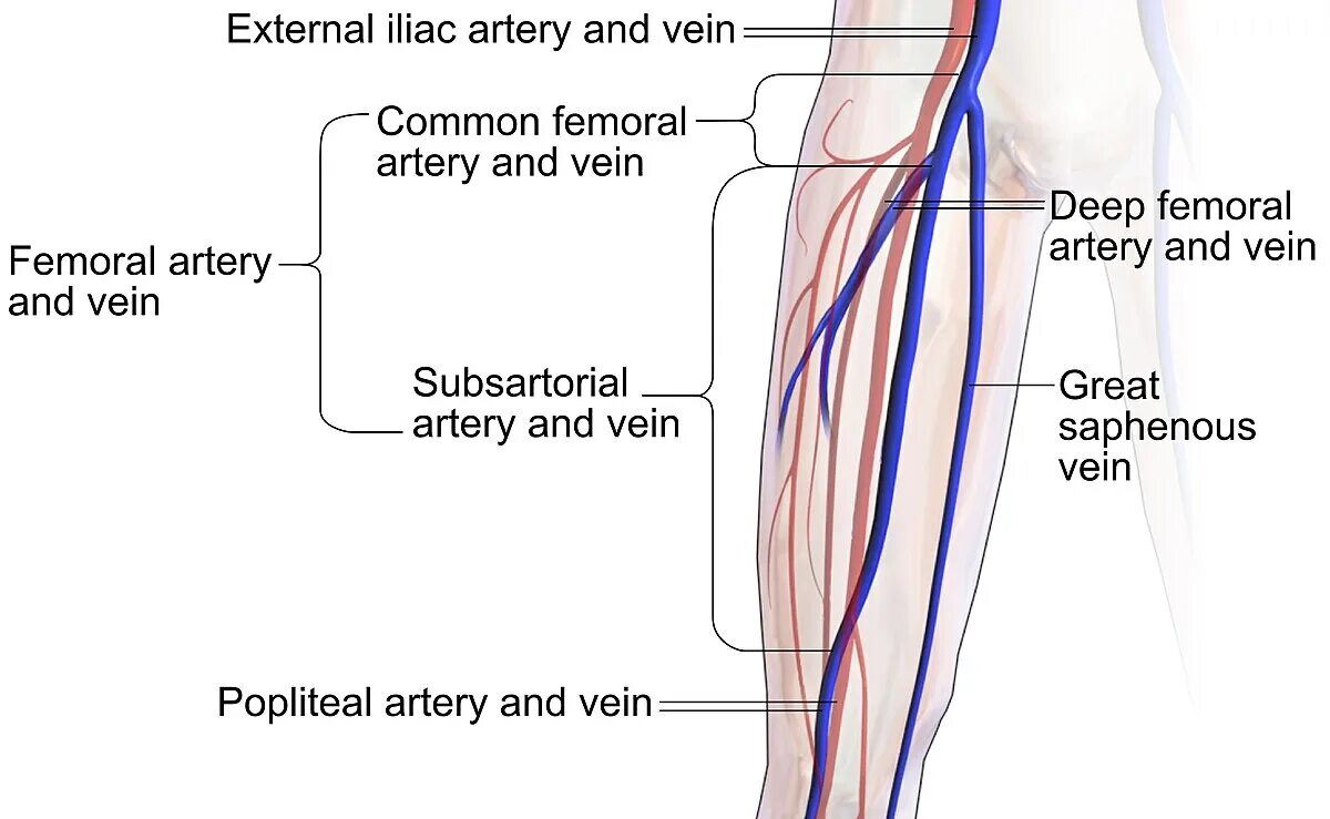 Вена basilic vein. Good vein. Сосуды вена артерия капилляры. Тыльная венозная сеть кисти. Good vein.