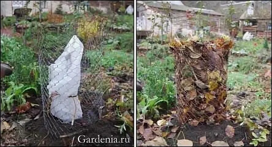 Когда укрывать гортензию метельчатую на зиму