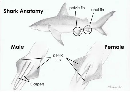 Fifty Shades of...Sharks! 