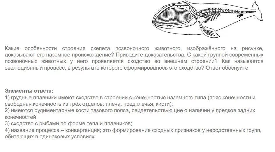 Какие особенности строения скелета