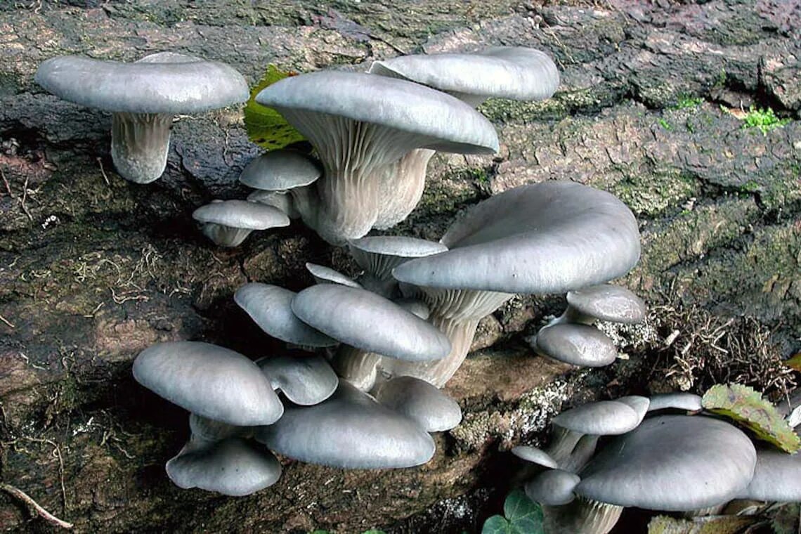 Колумбийская вешенка гриб. Вешенка рожковидная Pleurotus cornucopiae. Вешенка голубая. Вешенка синяя. Вешенки готовые