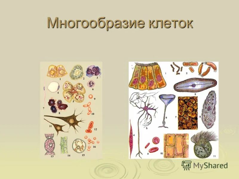 Многообразие клеток. Большое разнообразие клеток. Разнообразие клеток. Многообразие клетки многоклеточного организма. Призматическая форма клетки.