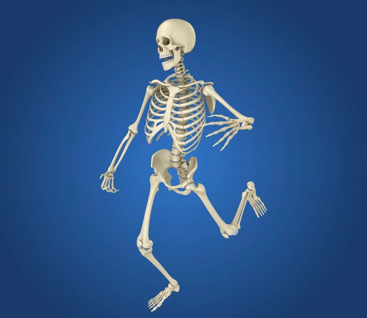 Про скелет человека. Скелет человека. Скелет XTK. Скелет человека в полный рост. Скелет человека для детей.