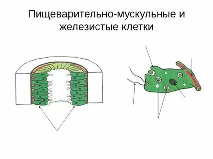 Слой тела эпителиально мускульные клетки