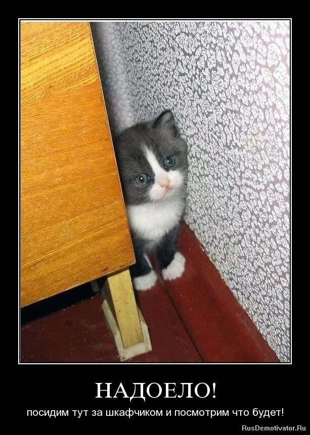 шутки про надю. хозяйка обижается. хозяйка обижается. хозяйка обижается. киски.