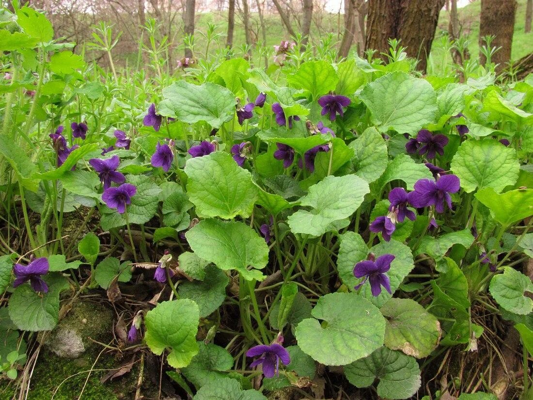 Фиалки в открытом грунте. Viola odorata фиалка душистая. Фиалка душистая Konigin Charlotte. Фиалка маньчжурская. Фиалка Садовая многолетняя.