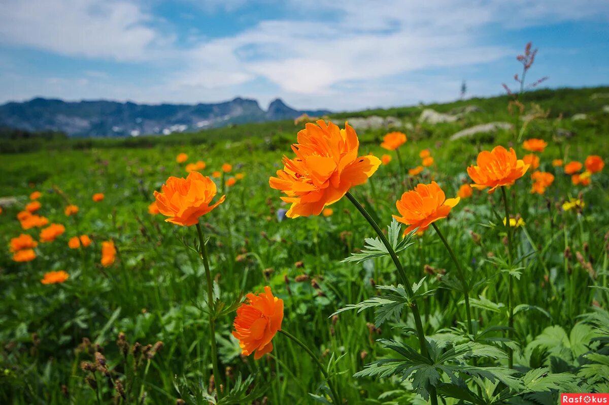 купальница горная шория. жарки хакасия. поляна жарков в ергаках. цветение купальницы в горном алтае. жарки хакасия.