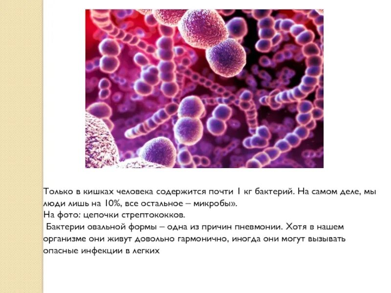 Чем отличается спора гриба от споры бактерии. Стрептококки форма овал. Овальную форму имеют бактерии. Килограмм бактерий. Как выглядит килограмм бактерий.