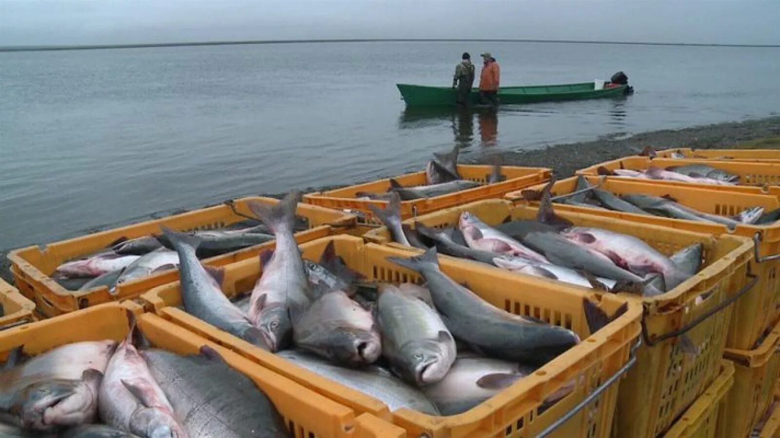 Рыбный промысел в Азовском море. Рыбные ресурсы Азовского моря. Рыбзавод Усть Камчатск. Промысловые рыбы Азовского моря. Мировой улов