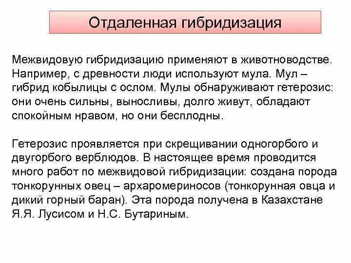 Гетерозис в животноводстве. Межлинейная гибридизация примеры. Отдаленная гибридизация в животноводстве. Примеры использования эффекта гетерозиса в животноводстве.