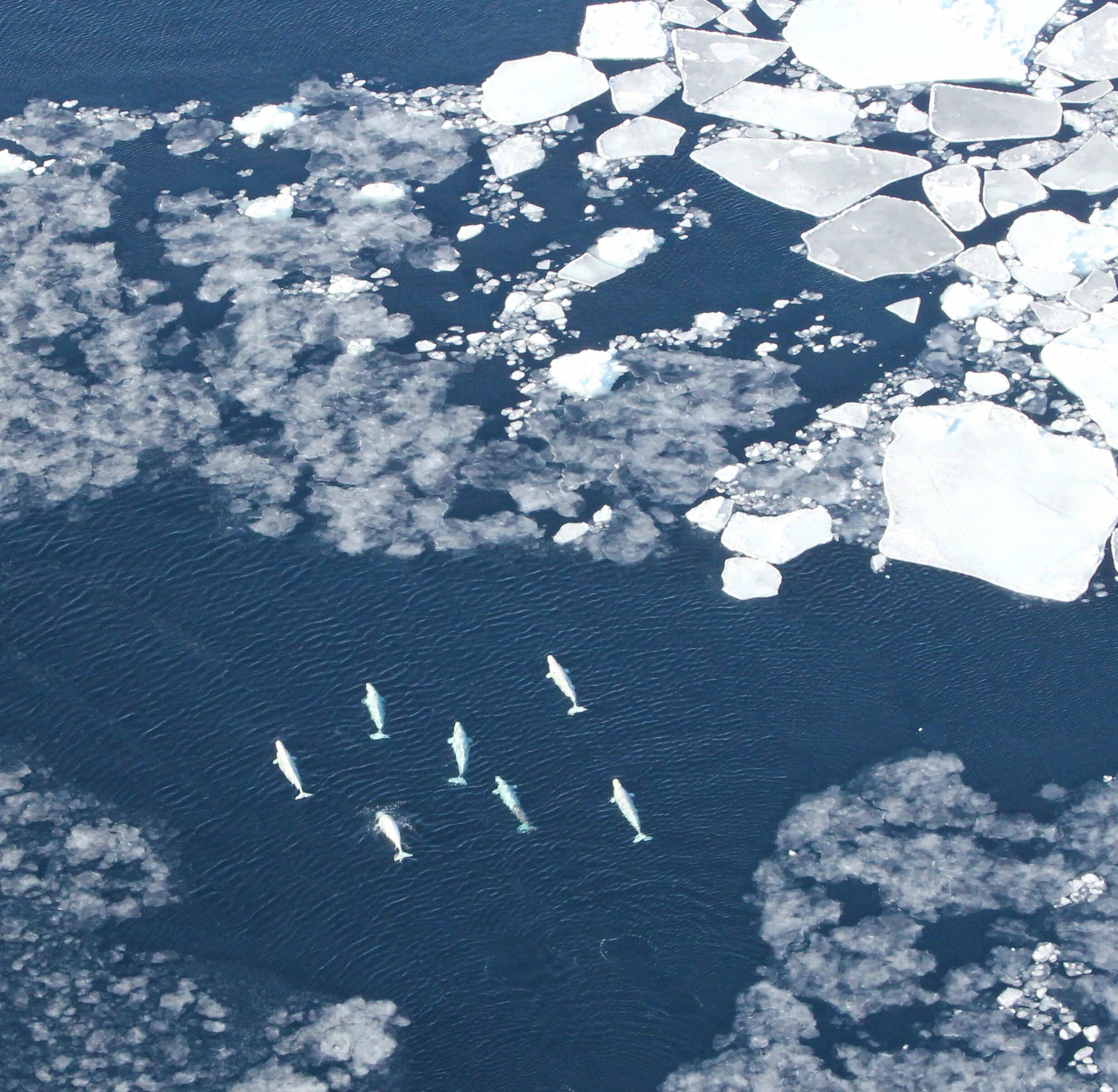 Тихоокеанские воды в морях Арктики. Экосистема Арктики. Арктические подводные животные. Арктика фото сверху. Крупное море северного ледовитого океана