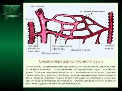 Артериолы