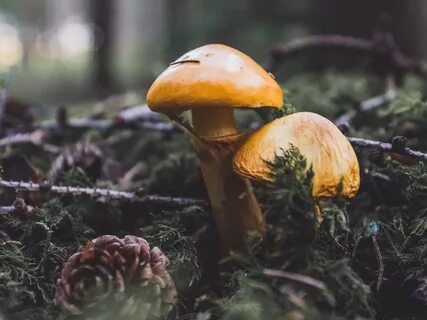 Грибы встречающиеся в хвойном лесу