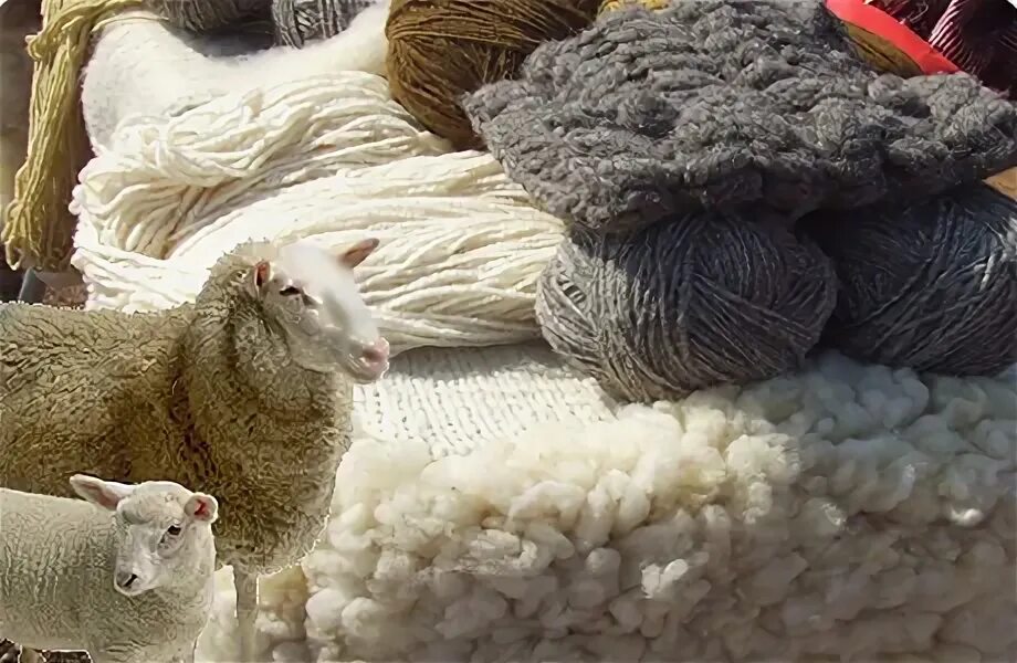 Сайт wool lamb. Овечка и два мотка ниток шерстяных. wool production. wool thick animal myth. wool pile что за материал.