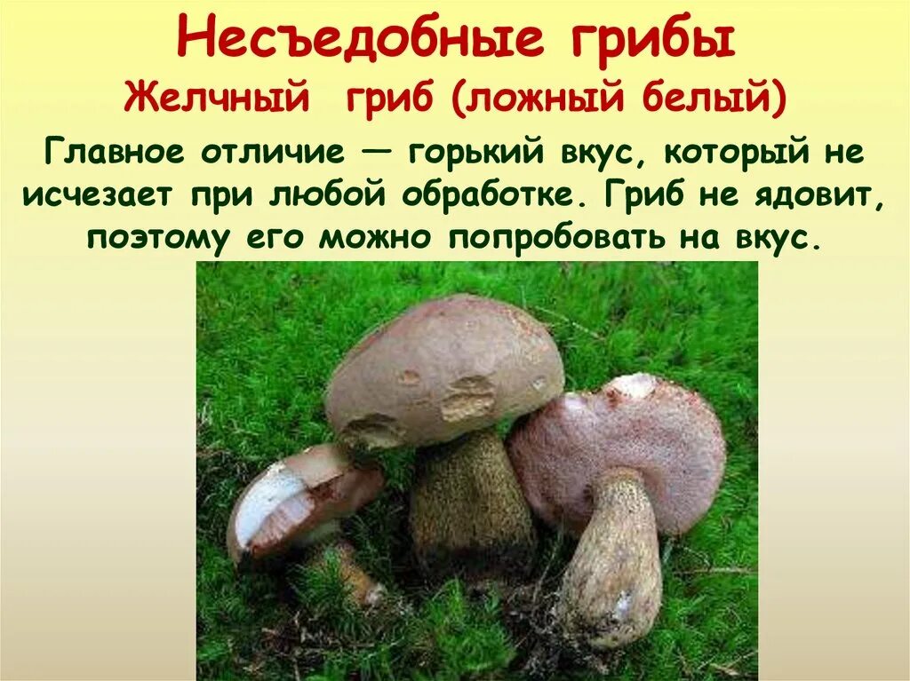 Картинки ОТЛИЧИЯ БЕЛОГО ГРИБА