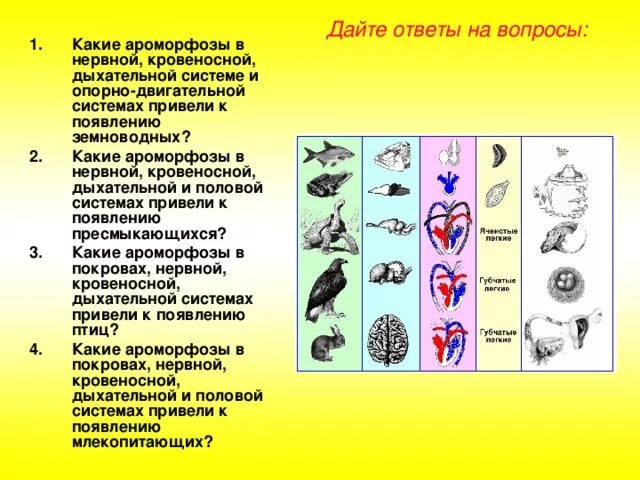 Ароморфозы позвоночных половая система. Ароморфозы рептилий. Ароморфозы амфибий. Ароморфозы птиц. Эволюционные изменения птиц