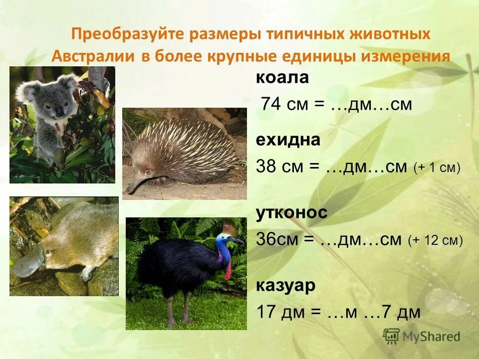 животные австралии. животные обитающие в австралии. типичные животные австралии. дети животных названия. животные обитающие в австралии.