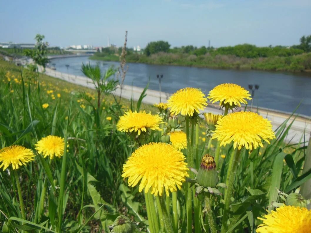 Одуванчики в городе. Тюменская область лето. Одуванчики с рекой. Одуванчики на набережной Камышина. Лето в тюмени будет