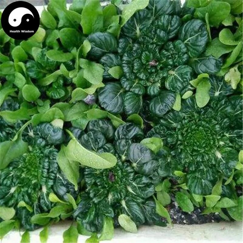 Green sky фитостены. чудо диво удивить зелень. декор потолка в кафе зеленью. подсветка фитостены. найди в стихотворении и выпиши группы родственных слов.