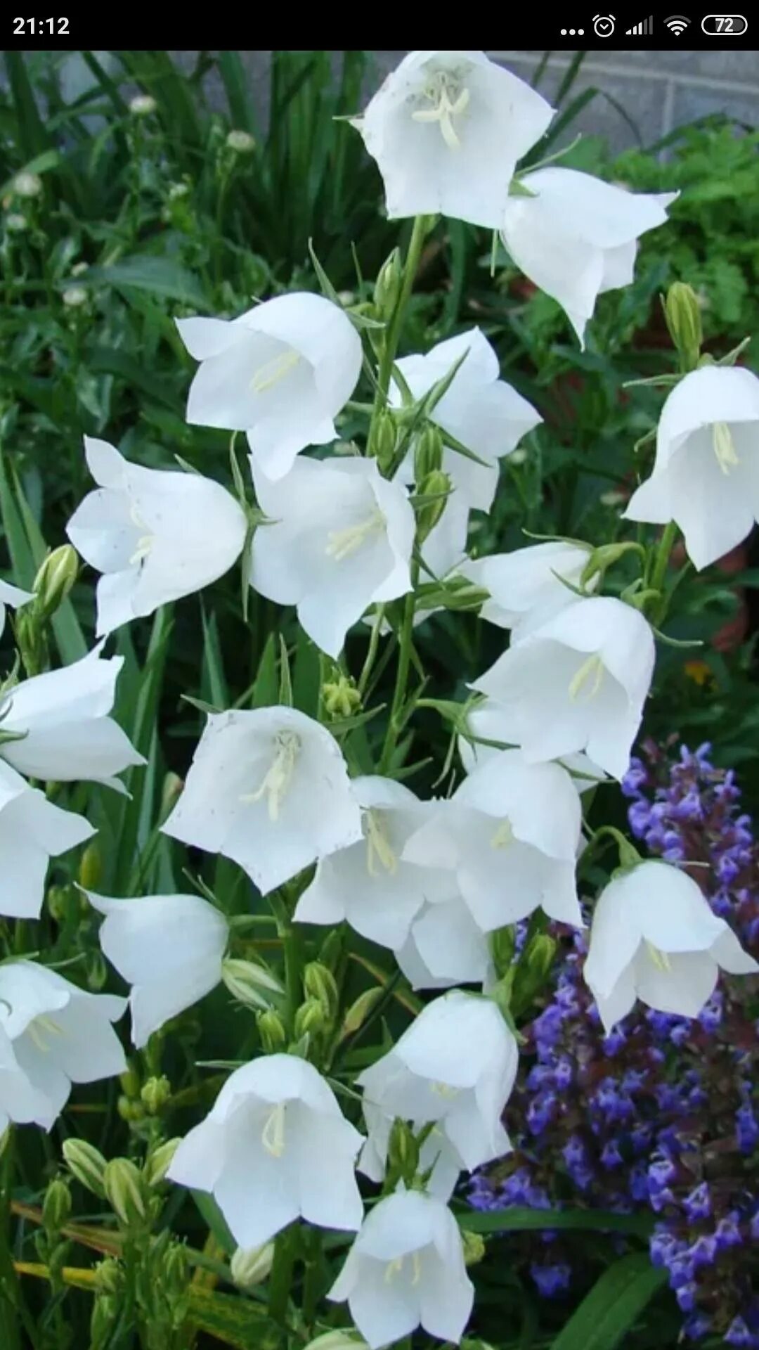 Сколько стоят колокольчики. Campanula cochleariifolia. Колокольчик swinging Bells White. Крупные и высокие колокольчики. Колокольчик садовый голубой крупный.