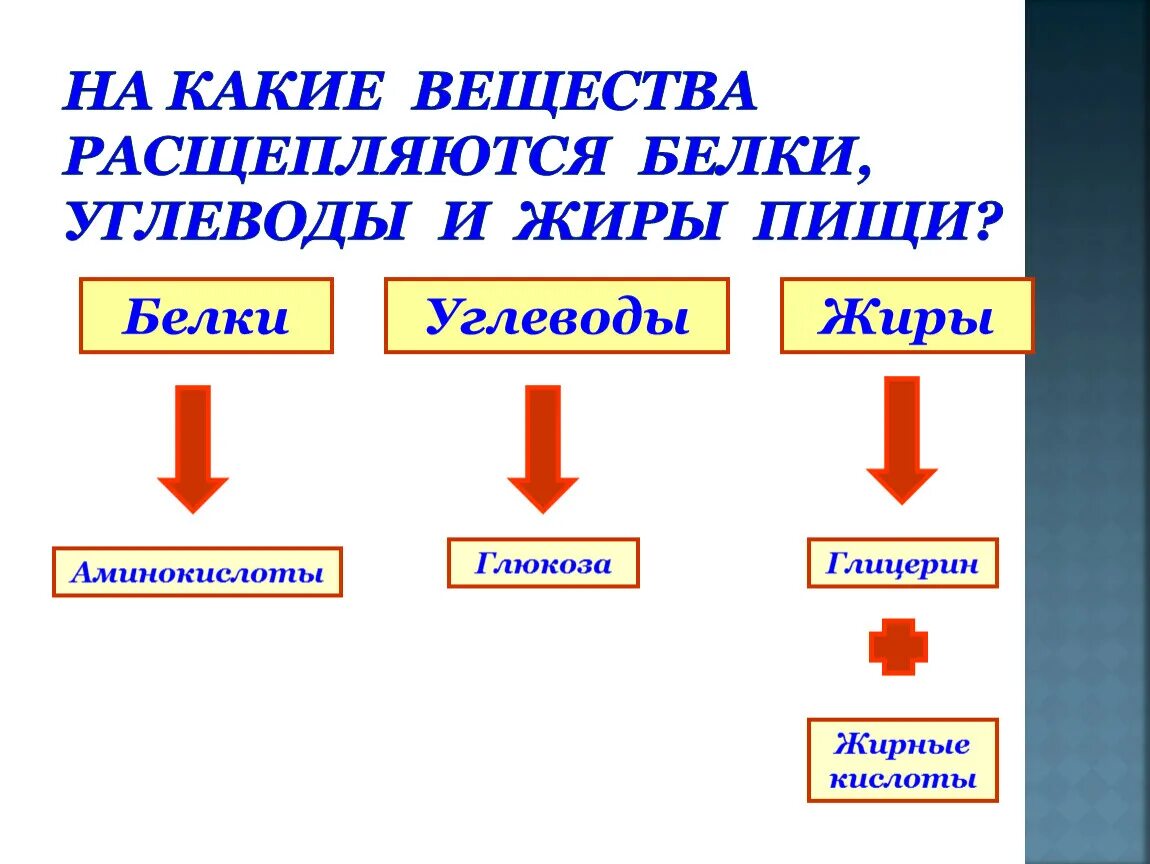 Где расщепляются углеводы белки