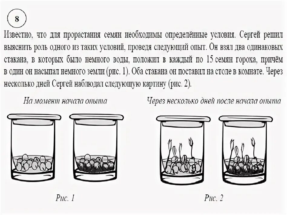 Опыт по проращиванию семян. Эксперимент прорастания семян в двух стаканах. Ученики проводили опыты проращивания семян. Влияние условий на прорастание семян. Ученики проводили опыты проращивания семян.