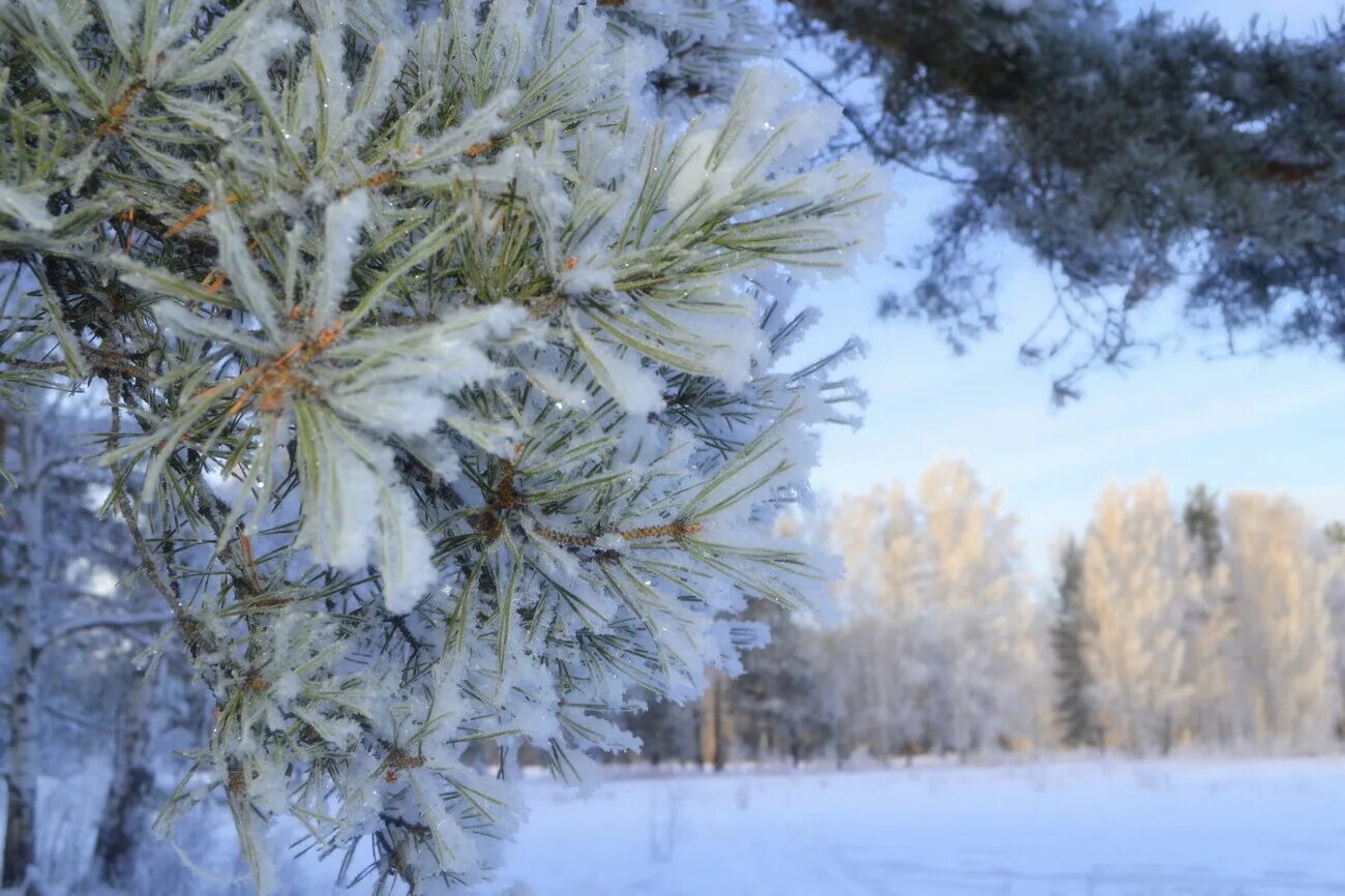 Хвойные под снегом