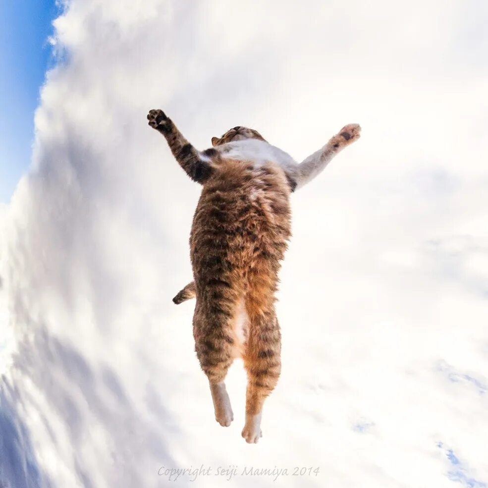 Коты полетели. Летающий кот. Кот в прыжке. Кот радуется. Рыжий кот в прыжке.