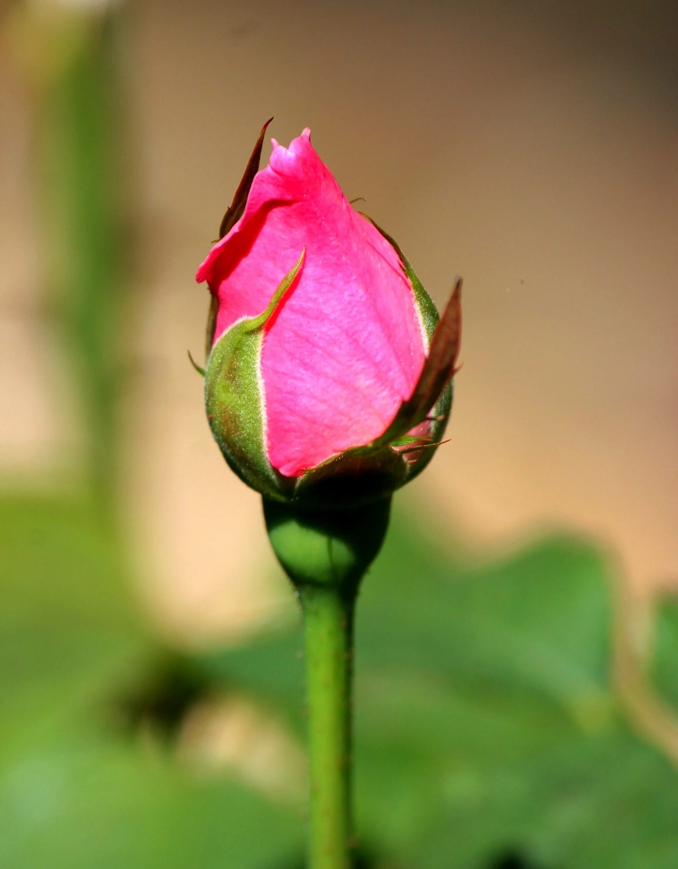 Нераскрывшийся бутон розовой розы. Бутон соцветие розы. Бутон розовой розы