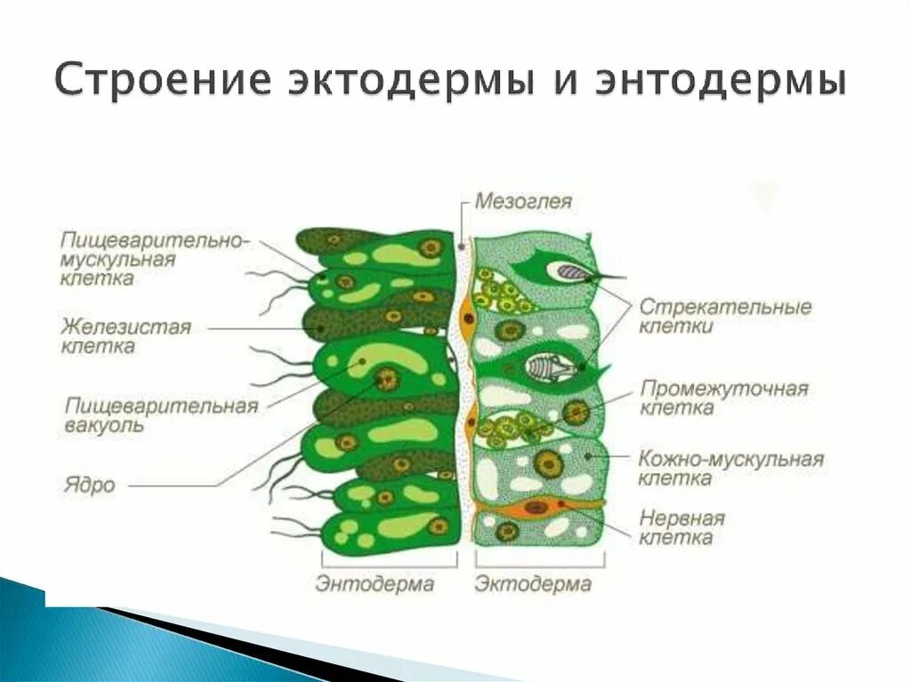 Структура эктодермы. Клетки эктодермы и энтдермы гидра. клетки эктодермы и энтодермы гидры. строение клеток эктодермы и энтодермы. строение гидры мезоглея.