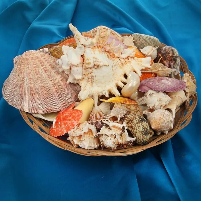 китайский лечебный набор когти ракушки чешуя.