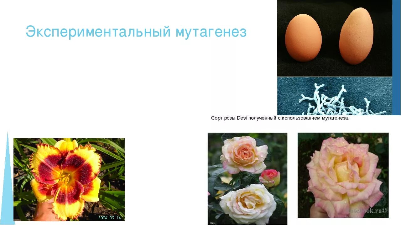 Искусственный мутагенез растений и животных. Мутагенез метод селекции. экспериментальный мутагенез растений. экспериментальный (индуцированный) мутагенез это. экспериментальный мутагенез в селекции животных.