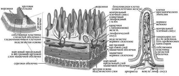 Строение ворсинок слизистой оболочки. Схема строения слизистой оболочки тонкого кишечника. Строение кишечной ворсинки тонкой кишки. Слизистая оболочка тонкого кишечника строение. Схема строения ворсинки тонкой кишки.