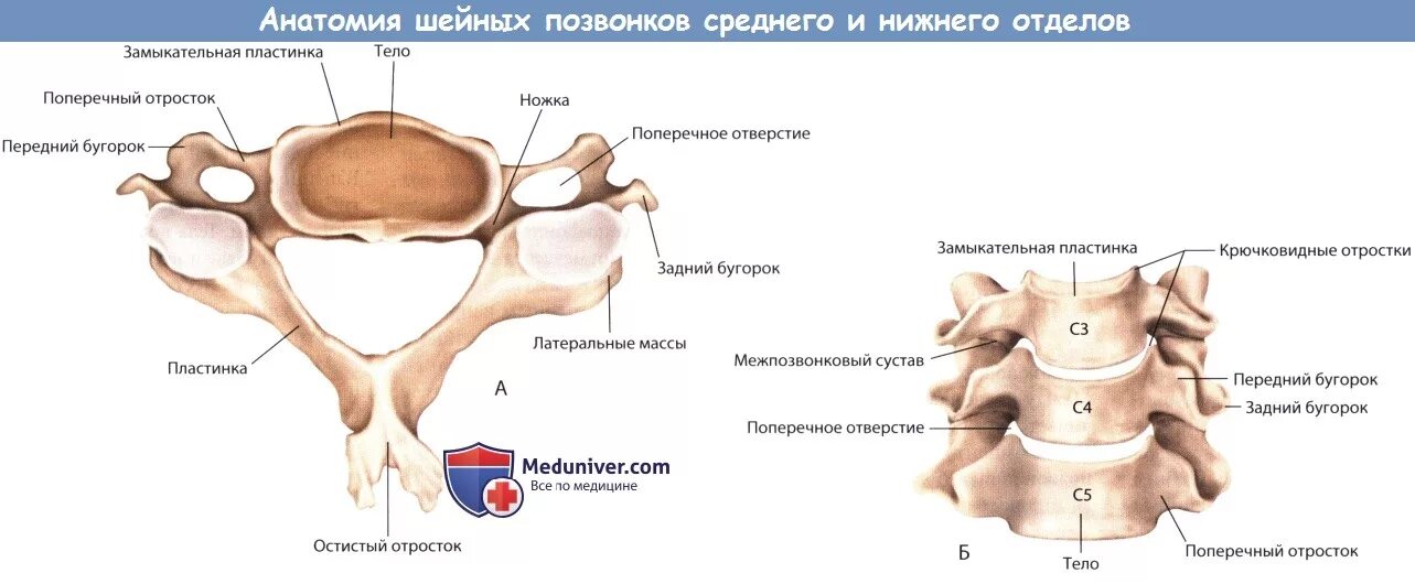 Тело позвонка шейного. Суставы шейного отдела позвоночника анатомия. Крючковидный отросток шейного позвонка. Анатомия шейных позвонков на кт. Кт анатомия шейного отдела позвоночника.