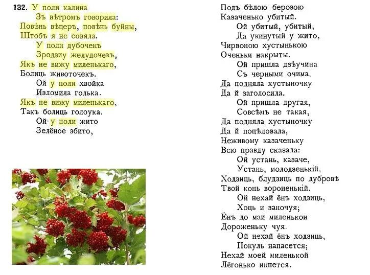 Читать горькие ягодки полностью. Текст песни Калина. Калины куст текст. Песня Ой Калина Ой малина. Текст песни калины куст.