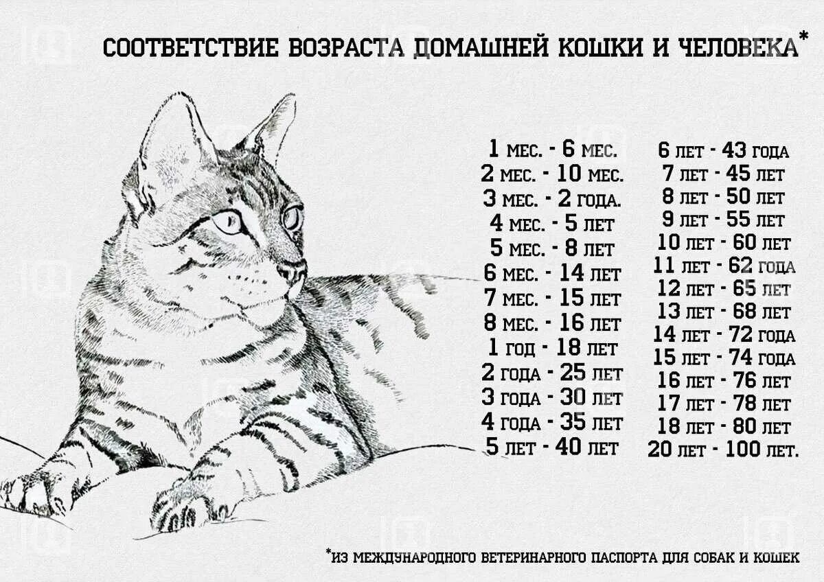Узнать возраст по дате. Таблица продолжительности жизни котов. продолжительность жизни кошек на человеческие годы. возраст кошек на человеческий возраст таблица по породам таблица. средняя продолжительность жизни домашних кошек.