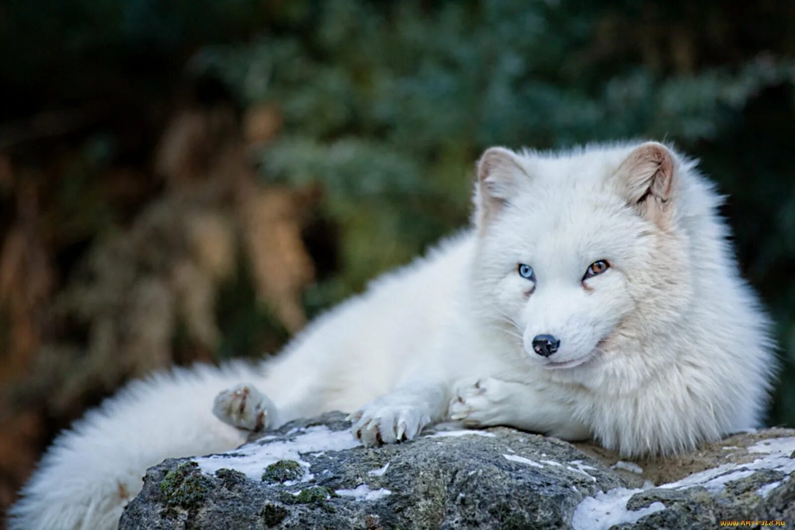 Белый. Вайт вулф. Белая лиса альбинос. Белый медведь в северной америке. Белый волк морда.