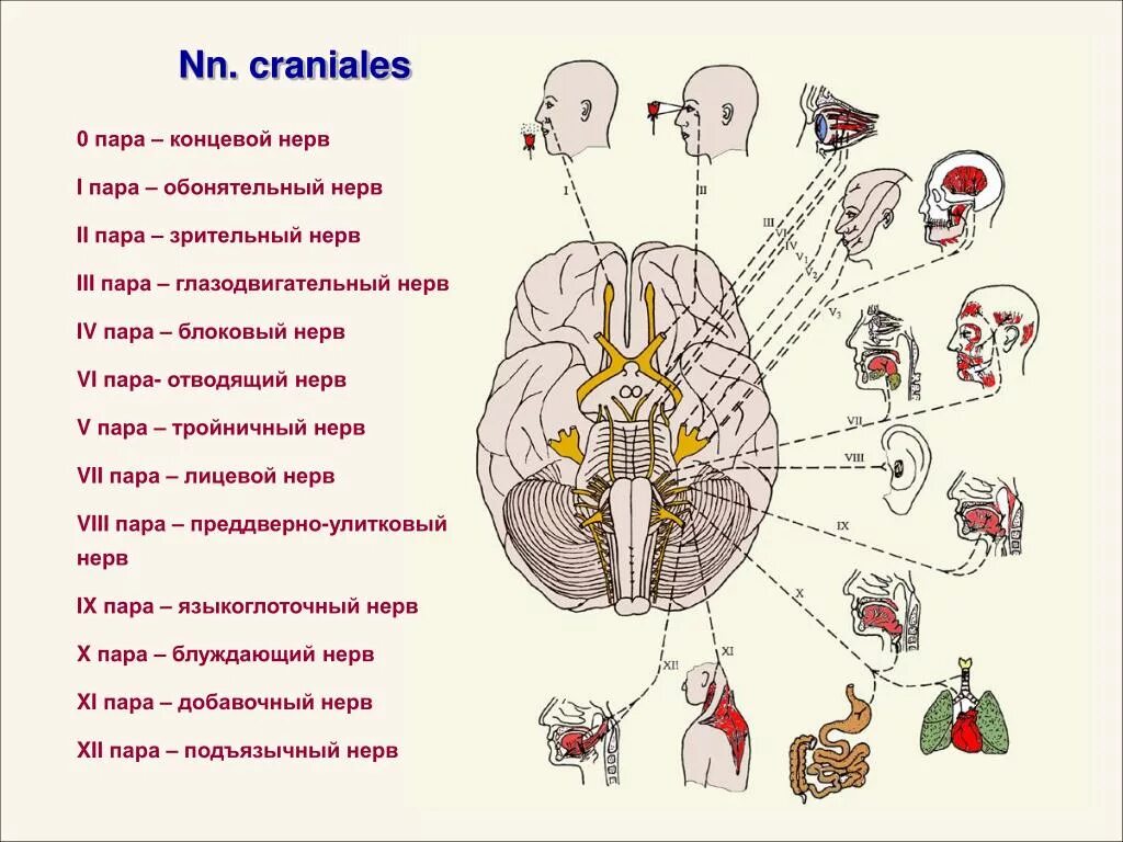 Пути черепных нервов. 12 Пар черепных нервов схема. 12 Черепно мозговых нервов схема. Схема 12 пар ЧМН. Таблица функции 12 пар черепно-мозговых нервов ЧМН.