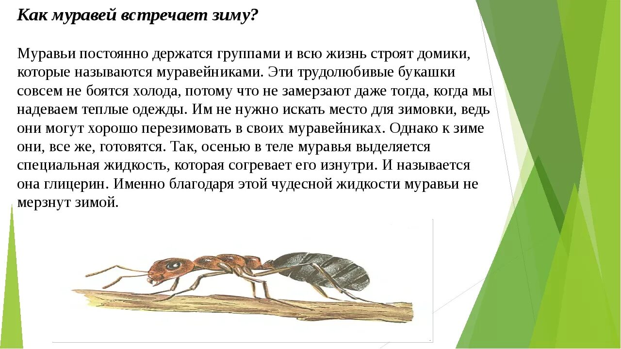 Зимовка муравья. Муравьи зимуют. муравьи готовятся к зиме. зимовка муравьев. как зимуют муравьи.